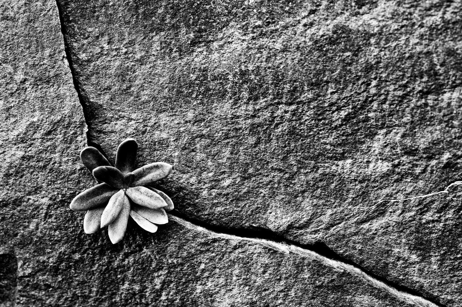 Plant growing in cracked boulder